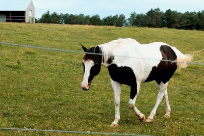 Horse standing in a field