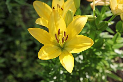 Close-up of yellow flowering plant