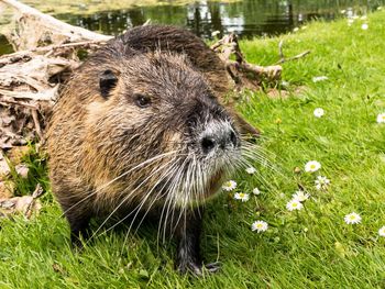Close-up of an animal on field