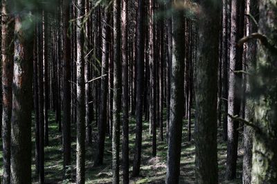 Pine trees in forest