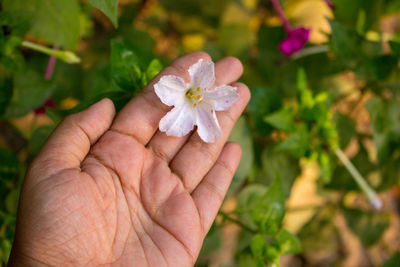 Close-up of hand holding flowering plant