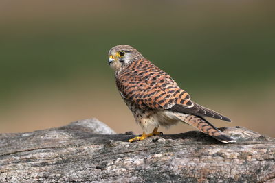 A common kestrel