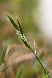 Close-up of wheat growing on field