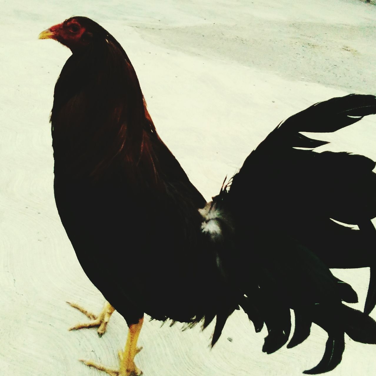 animal themes, animals in the wild, one animal, wildlife, bird, sand, two animals, sunlight, nature, day, shadow, outdoors, full length, high angle view, mammal, zoology, standing, domestic animals, brown, no people