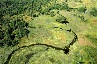 High angle view of land and trees in forest