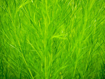 Full frame shot of fresh green field