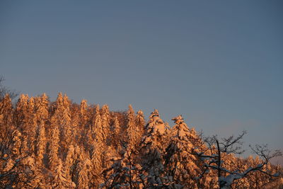 Low angle view of trees against clear sky during autumn