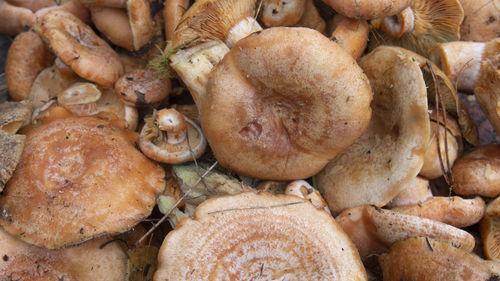 High angle view of mushrooms in market