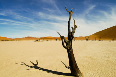 Bare tree on sand dune in desert against sky