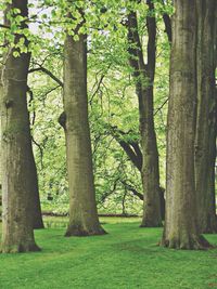 Trees in forest