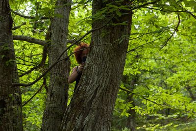 Trees growing in forest