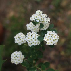 Close-up of white flowering plant