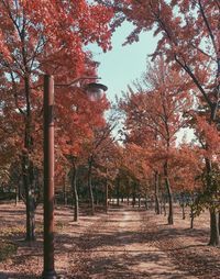 Low angle view of trees during autumn