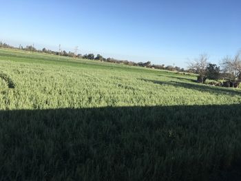 Scenic view of field against clear sky