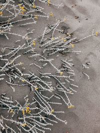 High angle view of footprints on sand