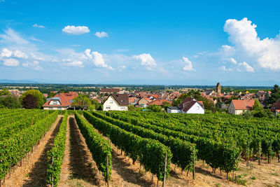 Scenic view of agricultural field against sky