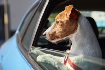 Close-up of dog looking through car window