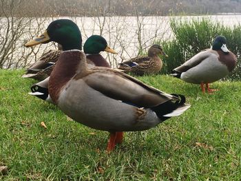 Ducks on grass