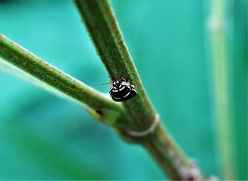 Close-up of insect on leaf