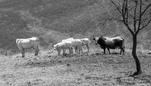 Horses in a field