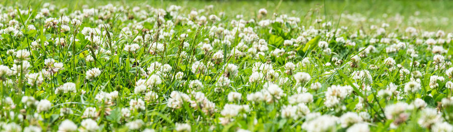 White flowering plants on field