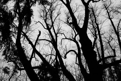 Low angle view of silhouette bare trees against sky