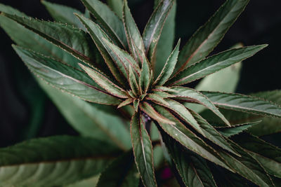 Close-up of plant leaves