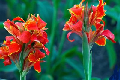 Close-up of red flowering plant