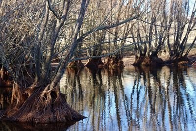 Reflection of bare trees in lake