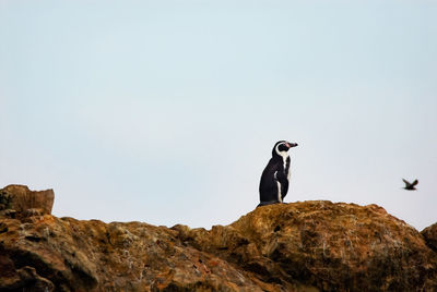 Low angle view of bird perching on rock