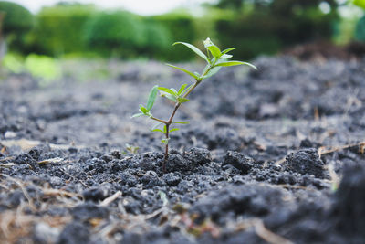 Close-up of small plant growing on field