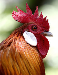 Close-up of rooster