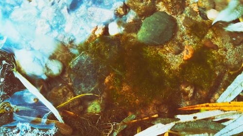 Close-up of tree in water