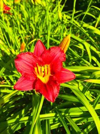 Close-up of red flower