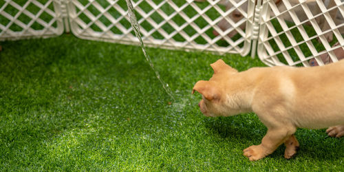 Side view of a cat on field