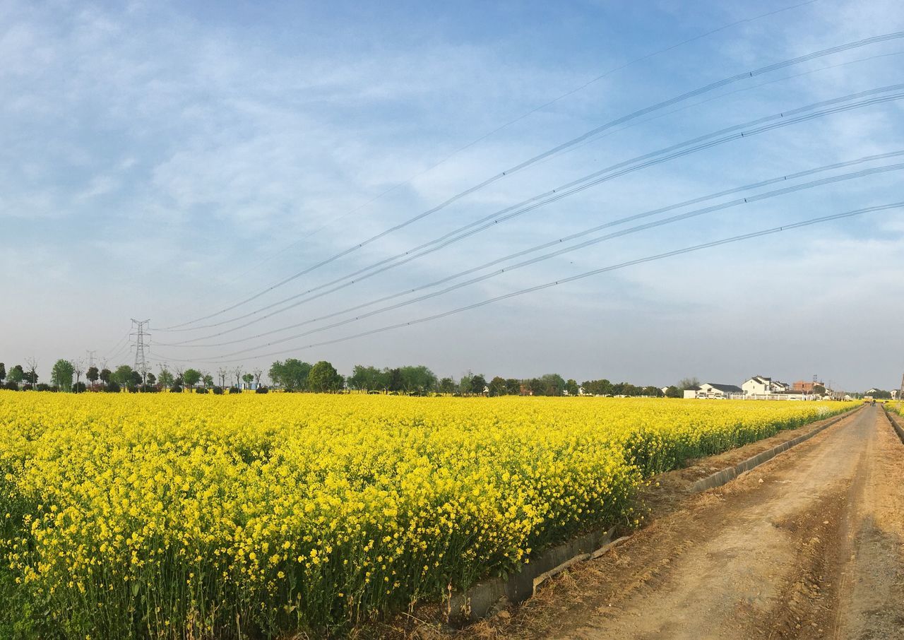 power line, yellow, electricity pylon, flower, field, sky, rural scene, agriculture, landscape, electricity, growth, power supply, cable, beauty in nature, nature, connection, fuel and power generation, tranquil scene, tranquility, farm