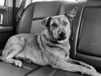 Portrait of dog sitting in car