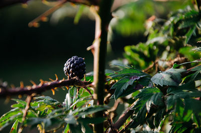 Close-up of fruit growing on tree