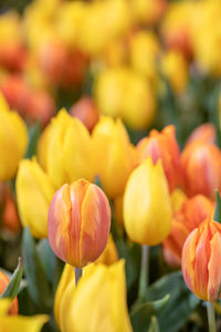 Close-up of yellow tulips