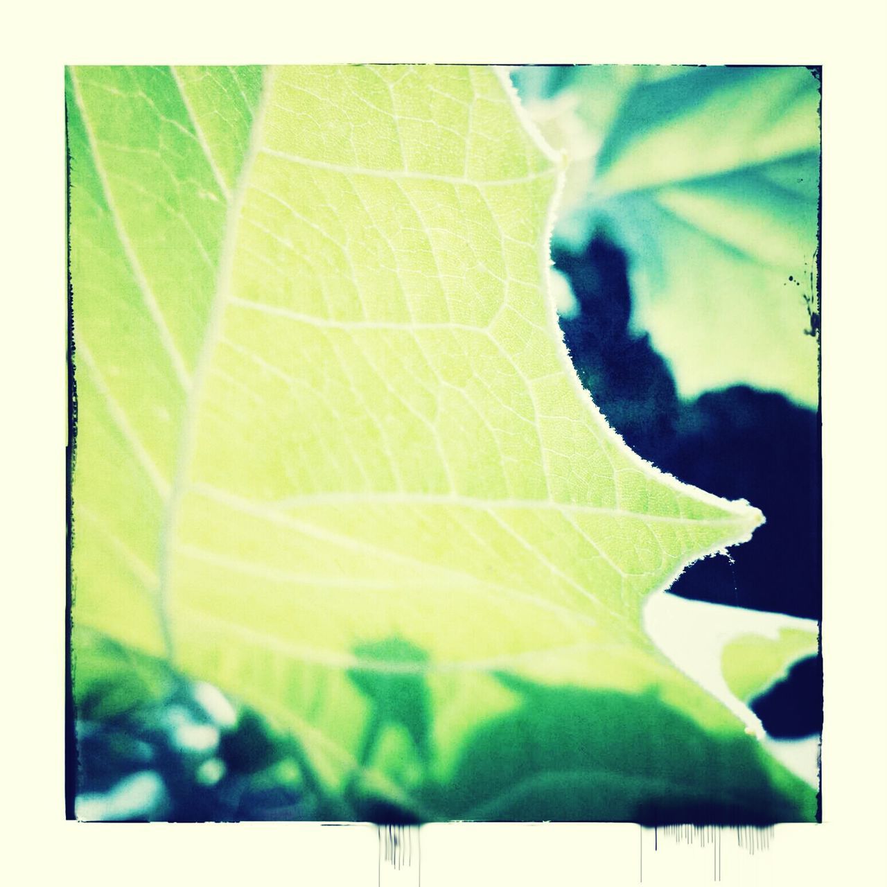 leaf, leaf vein, transfer print, green color, auto post production filter, natural pattern, close-up, nature, growth, leaves, beauty in nature, day, plant, outdoors, green, focus on foreground, no people, pattern, backgrounds, fragility