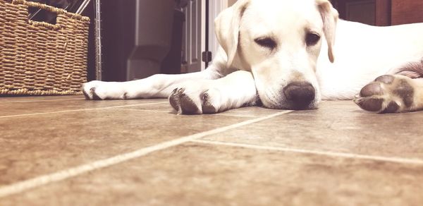 Close-up of a dog resting on floor at home