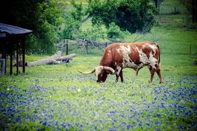 Longhorn and texas