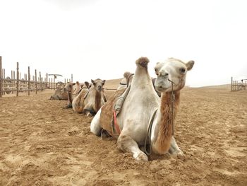 The camels in the desert.