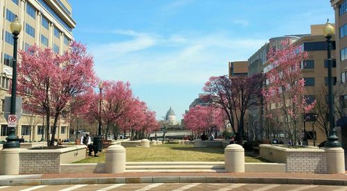 View of buildings along trees