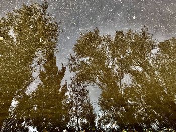 Low angle view of trees against sky in lake