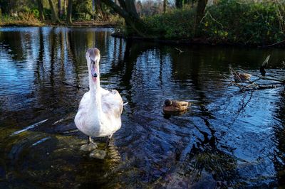 Swan swimming in lake