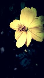 Close-up of yellow flower