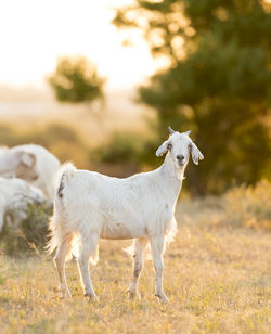 White horse standing in a field