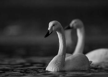 Close-up of swan swimming in lake