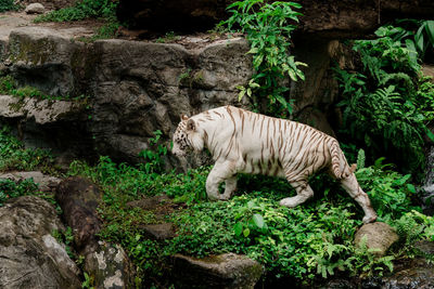 Side view of white tiger walking in forest